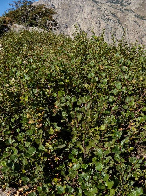 Alnus viridis / Ontano verde